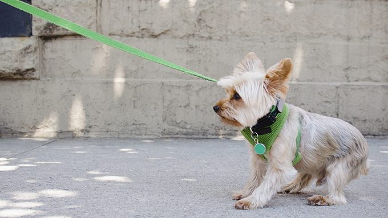 HOW TO TRAIN A DOG TO WALK ON A LEASH