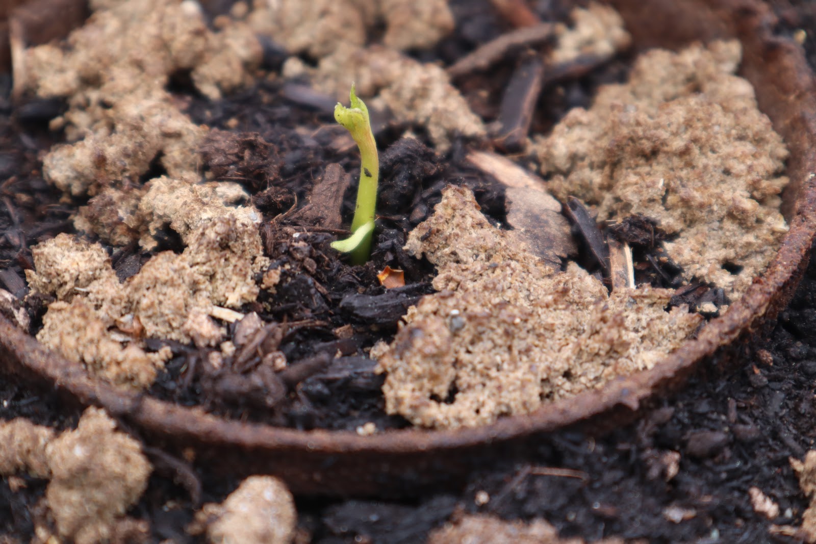 David's Blog Butternut Trees Sprouting