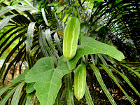 Buah-Buahan Tempatan Dari Desa - Relaks Minda