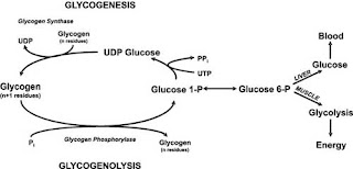 Glycogenesis