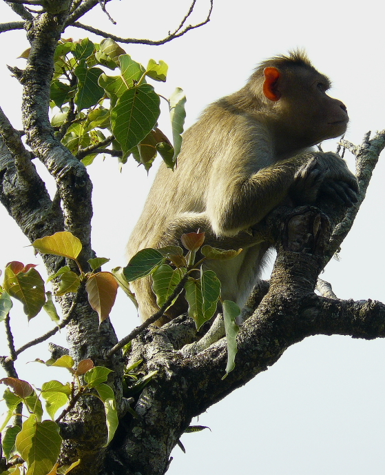 singe kerala inde du sud