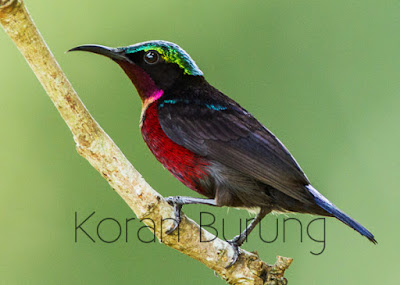 Perawatan Harian Agar Kolibiri Ninja Cepat Buka Suara/Gacor Kolibri merupakan jenis burung yang gampang untuk dipelihara asal kita tahu bagaimana cara k Perawatan Harian Agar Kolibiri Ninja Cepat Buka Suara/Gacor