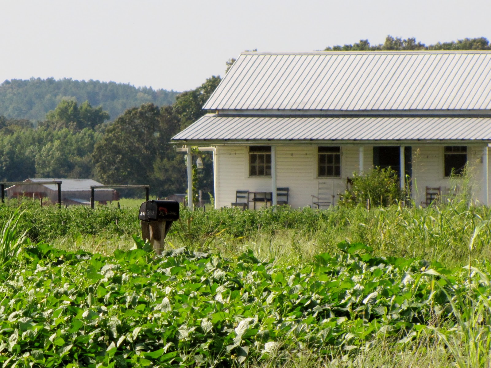 Amish in Stantonville, Tennessee