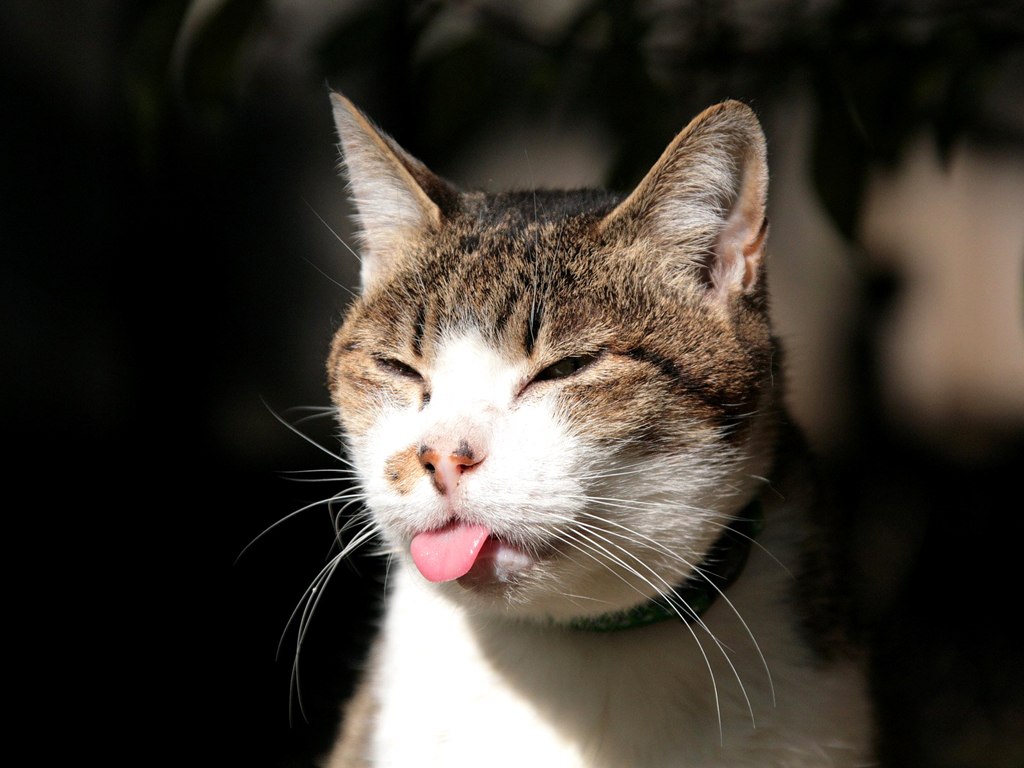 https://1.bp.blogspot.com/-qzU6oyx9DYs/TzXT4gFslAI/AAAAAAAAoMY/gbW6KUGlRt4/s1600/Funny+Cat+Pics+(213).jpeg