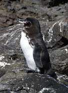 алапагосский пингвин фото