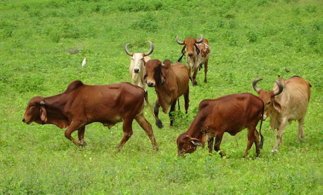 बिहार सरकार गाय पालन योजना के तहत दे रही है सब्सिडी, करें ऑनलाइन आवेदन, जानिए कब तक है अंतिम तिथि``