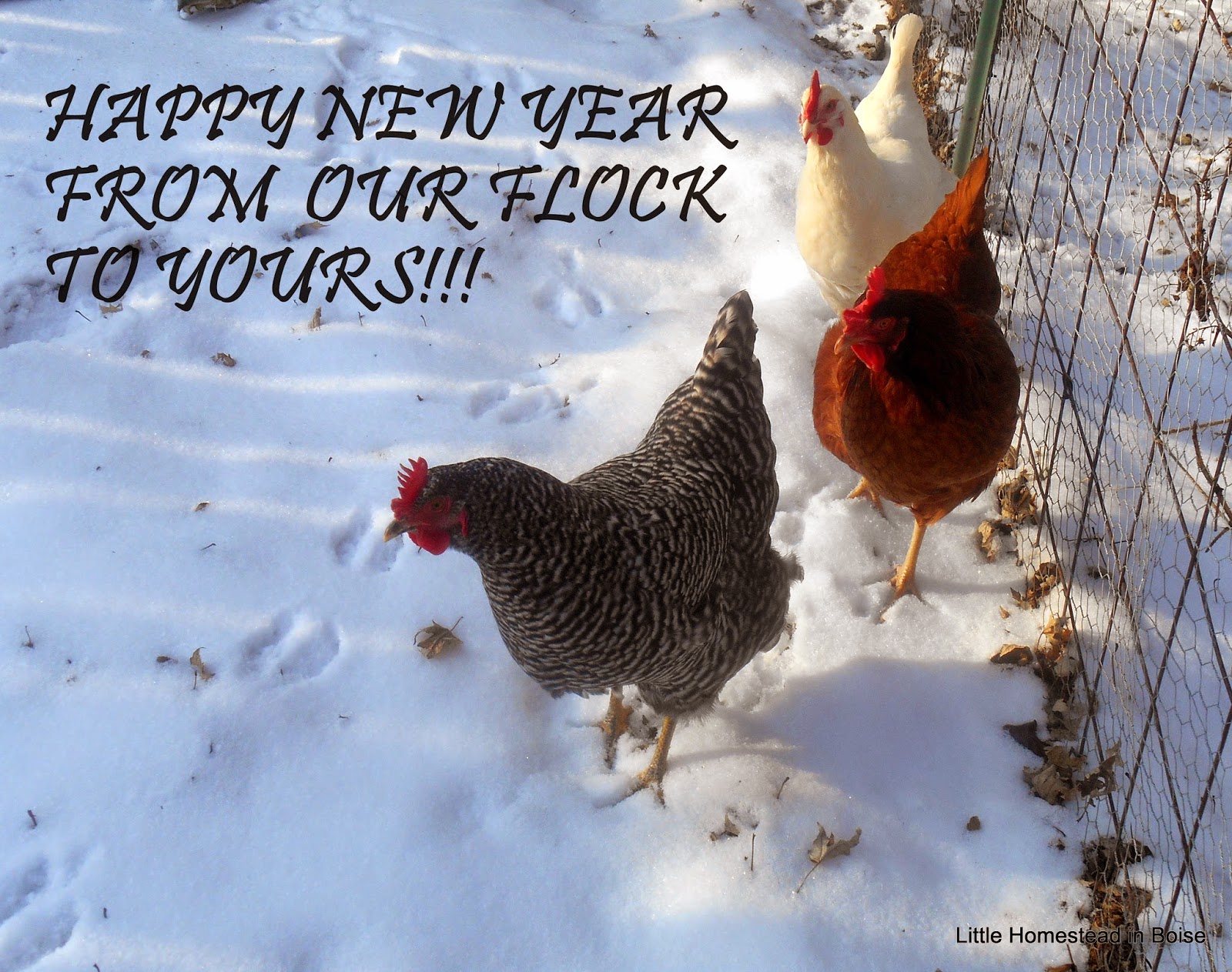 Little Homestead In Boise Happy New Year! Deep Donating, Chicken