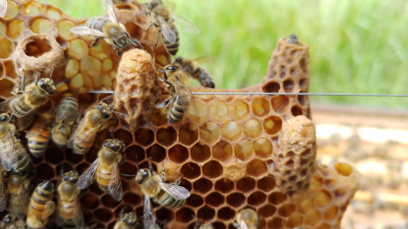 What Are Queen Cells Telling You?