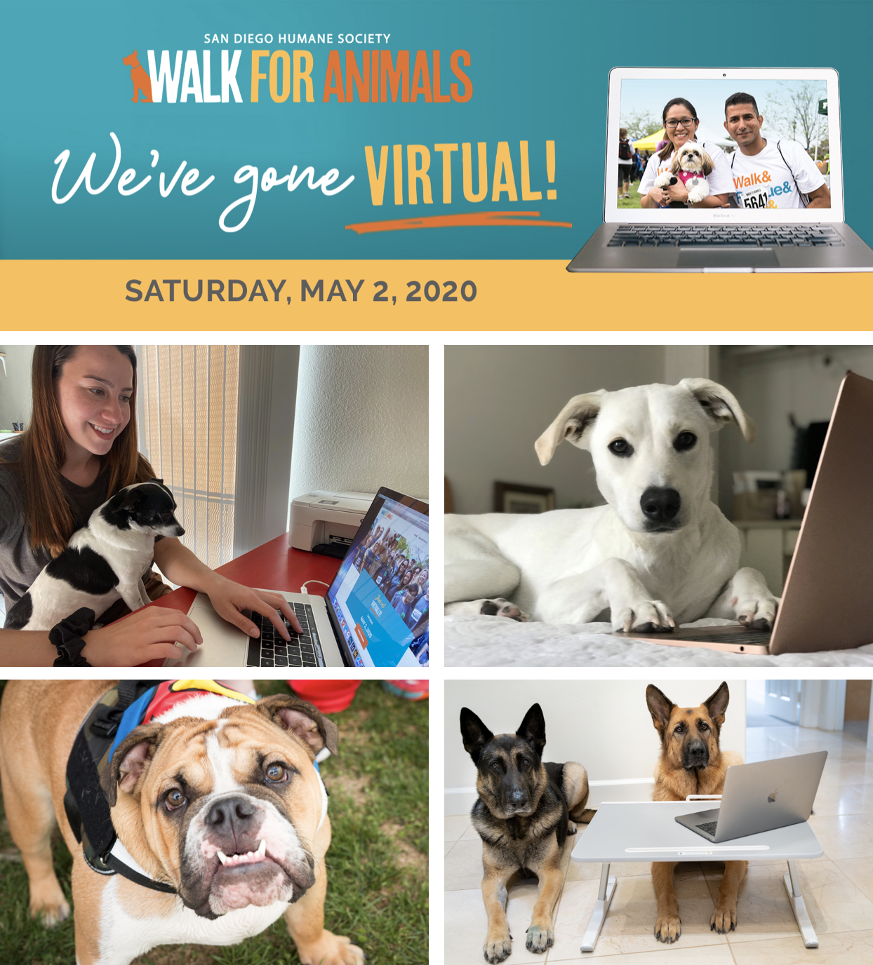 SanDiegoVille San Diego Humane Society Goes Virtual For 2020 Walk For