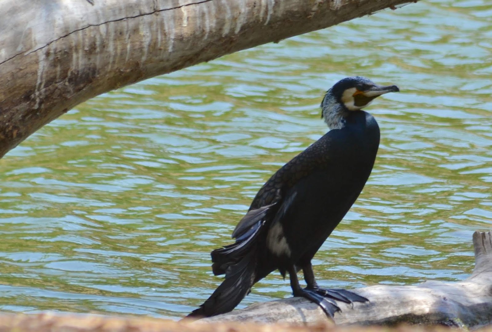 Lifer  10 great cormorant