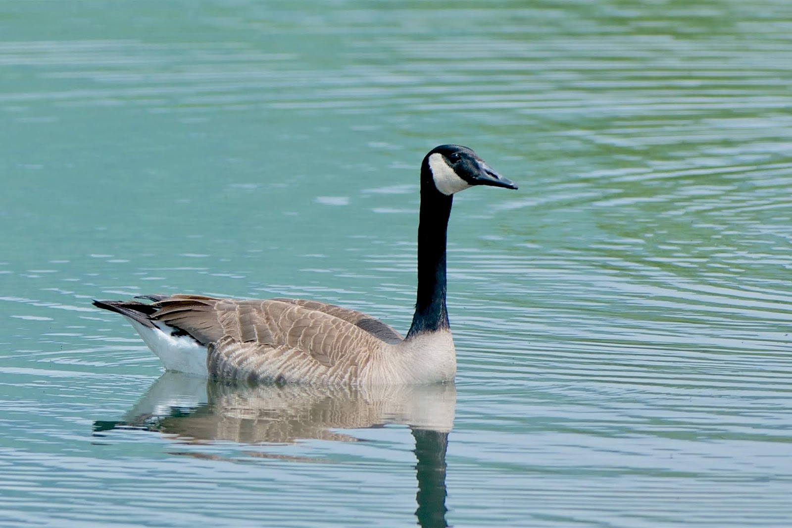 Bernache du Canada Canada Goose Bernache du Canada Canada Goose