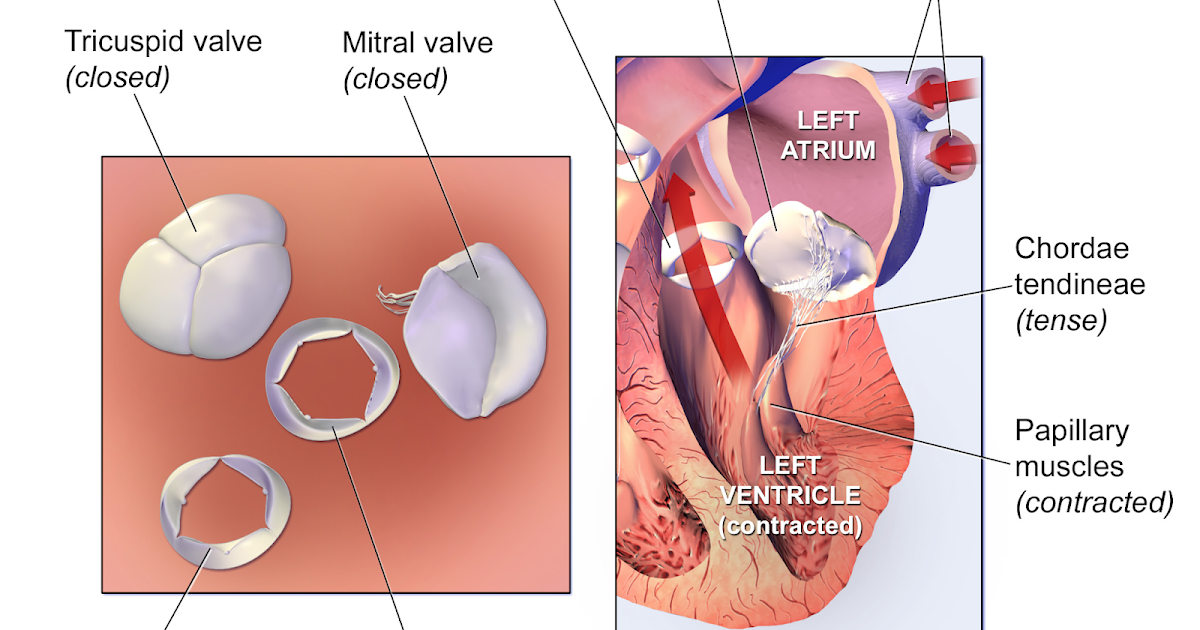 Cardiacscience What is The Cost of Aortic Valve Replacement Surgery in