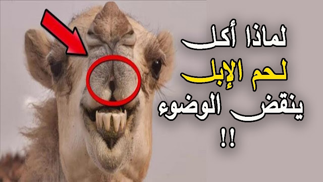 لهذا أمـرنا النبي بالوضوء بـعـد أكـل لـحـم الأبل