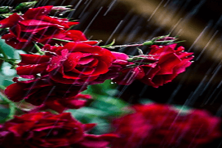 Puisi cinta tentang hujan