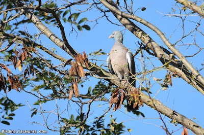 Tudó (Columba palumbus)