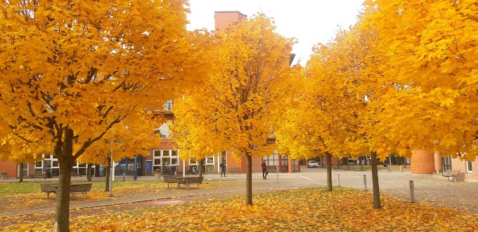 Autumn came in Sweden, broke 40 years record.