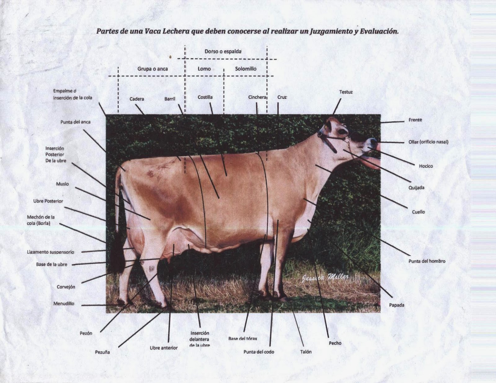 PARTES DE UNA VACA LECHERA