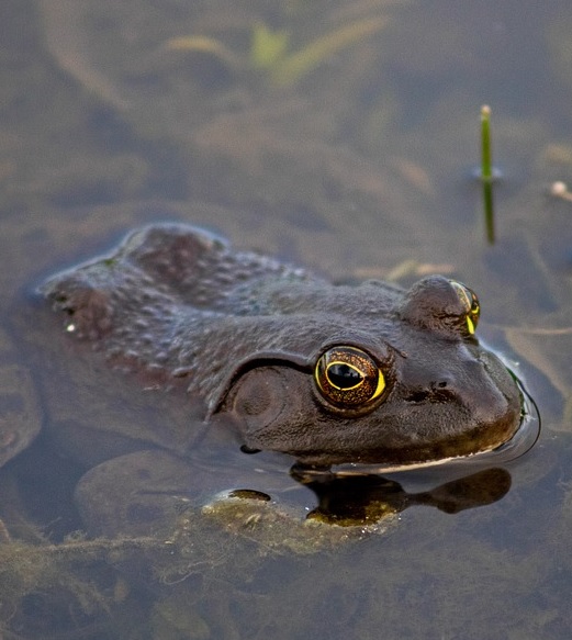Klasifikasi Habitat Dan Ciri Ciri Hewan Amfibi Ponsel Terbaru