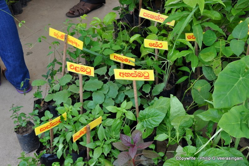 Images of Sri Lanka on Plants for sale at 'The Waters
