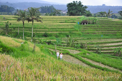 Jatiluwih rice terrace, bali, 峇里 Jatiluwih rice terrace, bali, 峇里