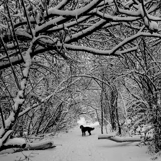 Winter wonderland with snowy branches with a black bernedoodle in the middle