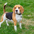 12 Problems Only Beagle Owners Will Understand