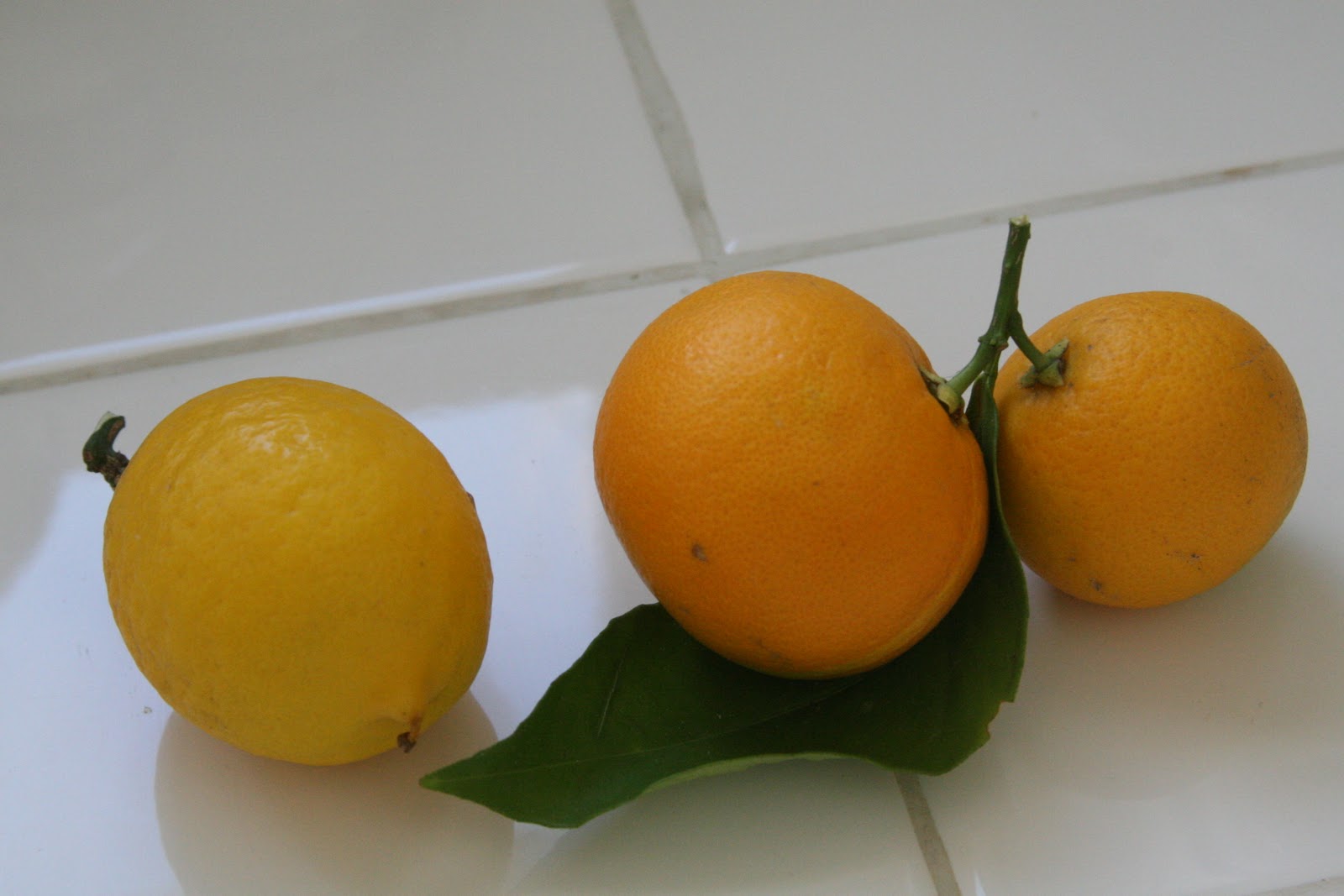 Life of a Real Orange County Housewife Lemons and Oranges