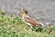 Wryneck, Spurn Point