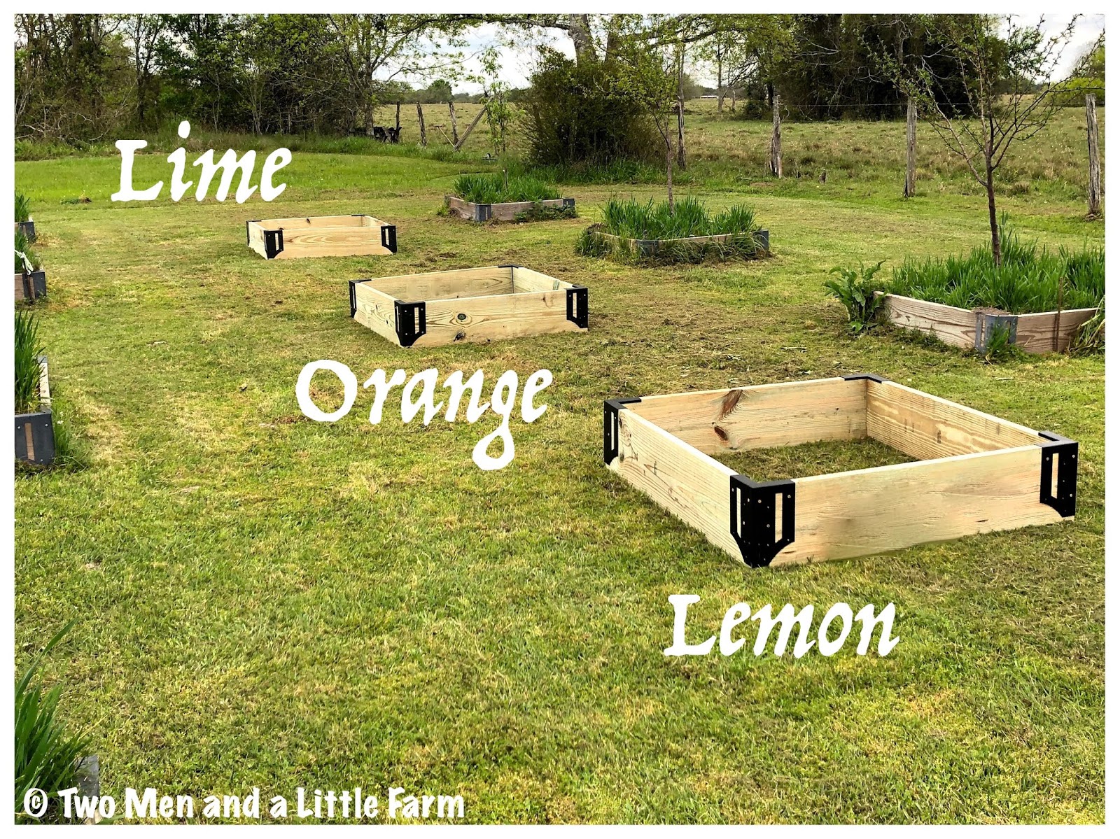 Two Men and a Little Farm CITRUS TREE RAISED BEDS BUILT