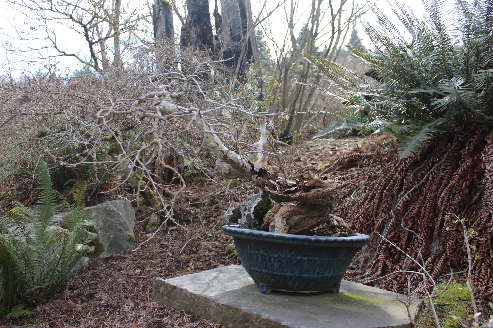 In Vivo Bonsai When to Repot