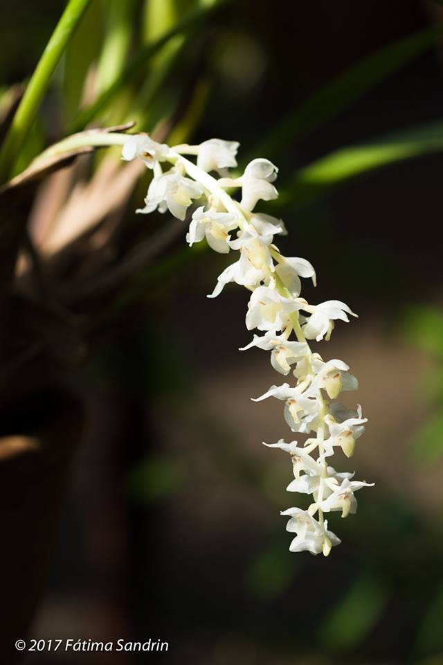 Jardim Botânico Municipal de Bauru: PEQUENAS NOTÁVEIS: a beleza das mini e  micro-orquídeas