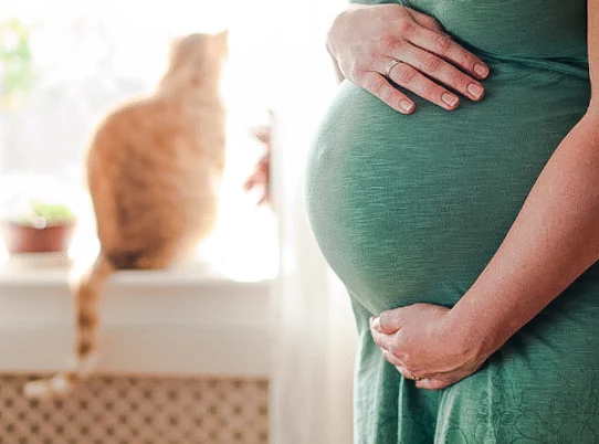 Pregnant Australian woman wants rid of her cat because partner is pet obsessed
