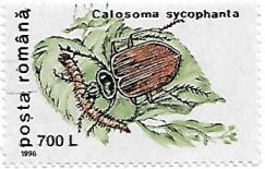 Selo Calosoma sycophania