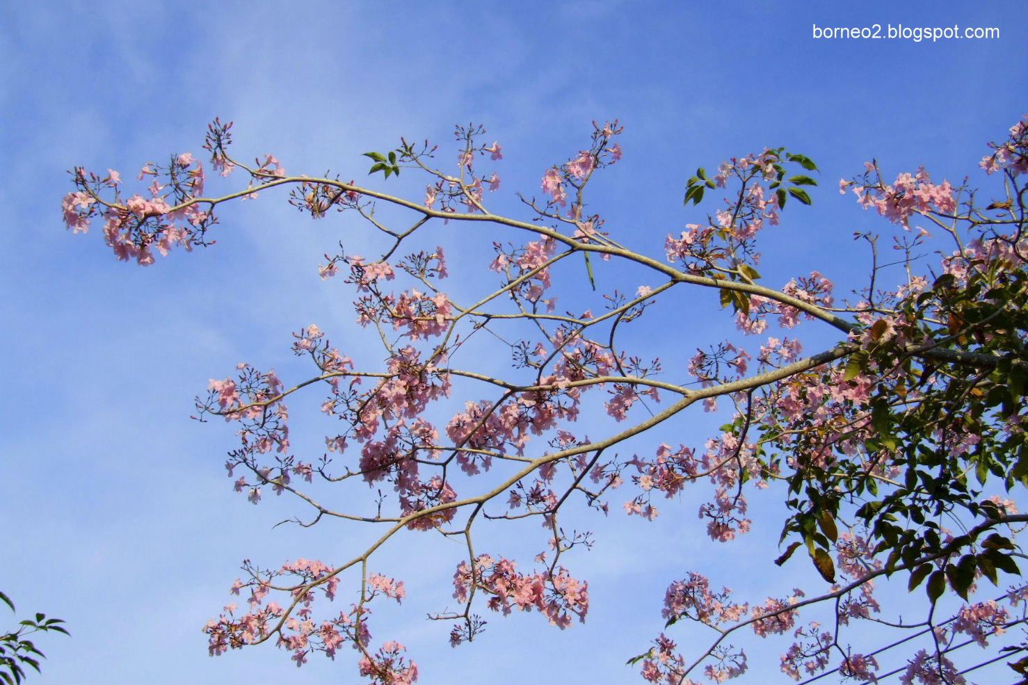 Borneo Island, Awaken To A Different World: Rose Trumpet Tree (Tabebuia ...