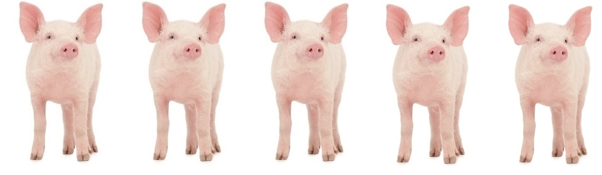 Från hjärtat av Bergslagen: Första gången för fem grisar!