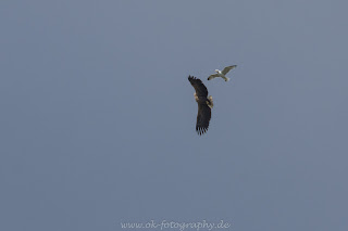 Seeadler wildlife Tierfotografie Naturfotografie Nikon
