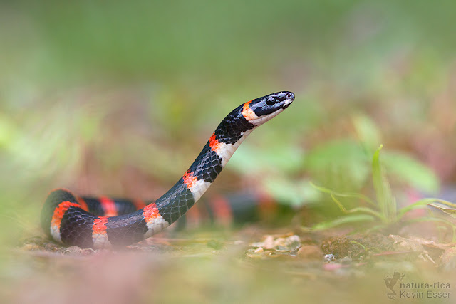 Pliocercus euryzonus - Black Halloween Snake
