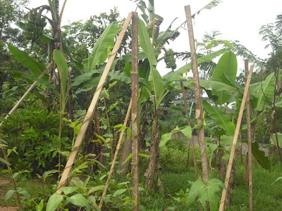 Lahan Perkebunan, Sarana Latihan Keterampilan Anak