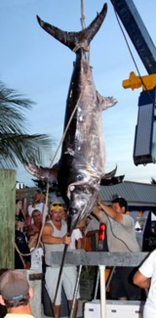 International Fishing News: USA FLORIDA: a monster 637 pound swordfish  caught