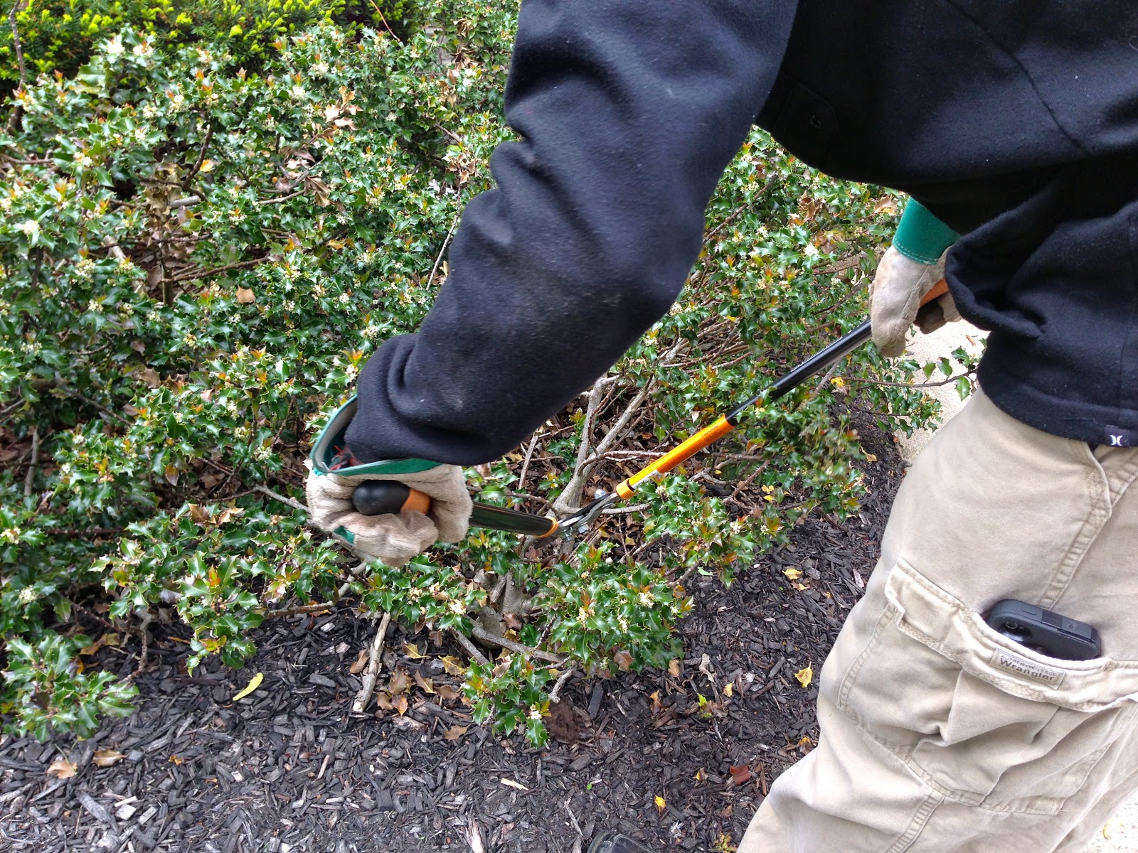 Eclectified Living Holly Bush Removal