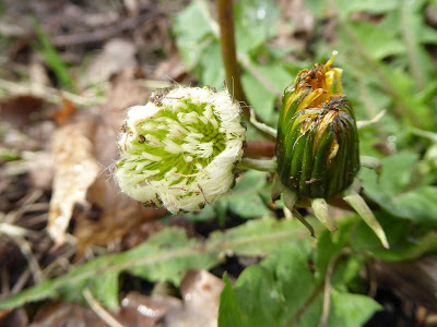 White? Dandelion (Taraxacum sp)