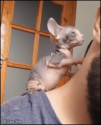 Cute Kitten GIF • Affectionate cute Sphynx kitten in love with her owner. Sweet cuddles [ok-cats-site.com]