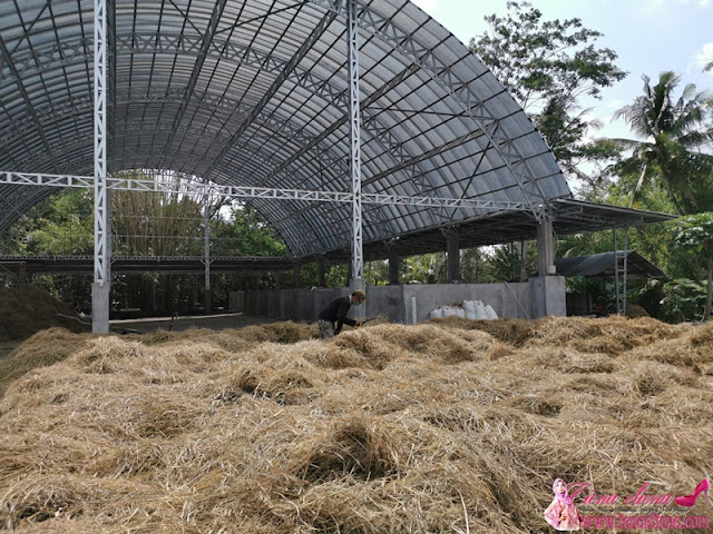 Rumah Kebun Jamur - Kebun Jamur Terbesar di Yogyakarta