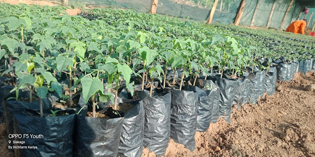 high quality papaya seedlings at Richfarm Kenya