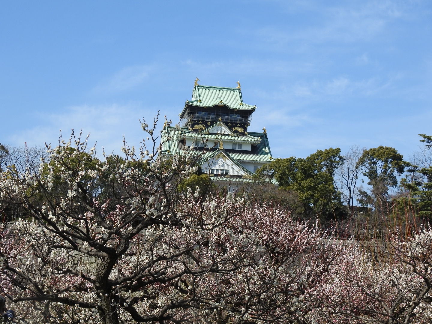 【混雑】2021年大阪城公園の梅林に行ってきた【開花状況】