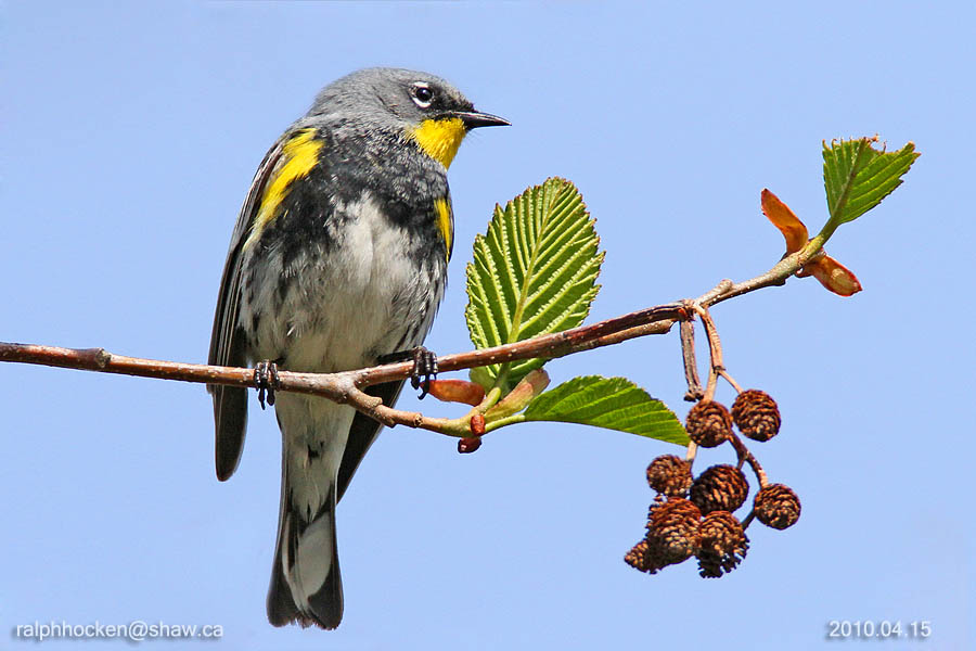 The Backyard Wildbird and Nature Store Nanaimo, Sunday bird walk