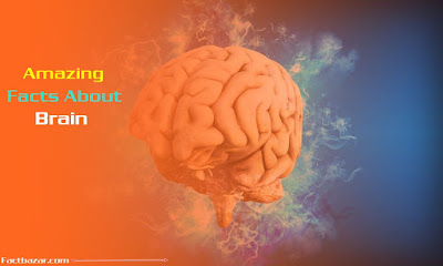 brain facts,mind,Science Facts,shocking facts,cool,control,amazing facts,amazing,human brain (anatomical structure),health (industry),human (quotation subject),brain (anatomical structure),human,