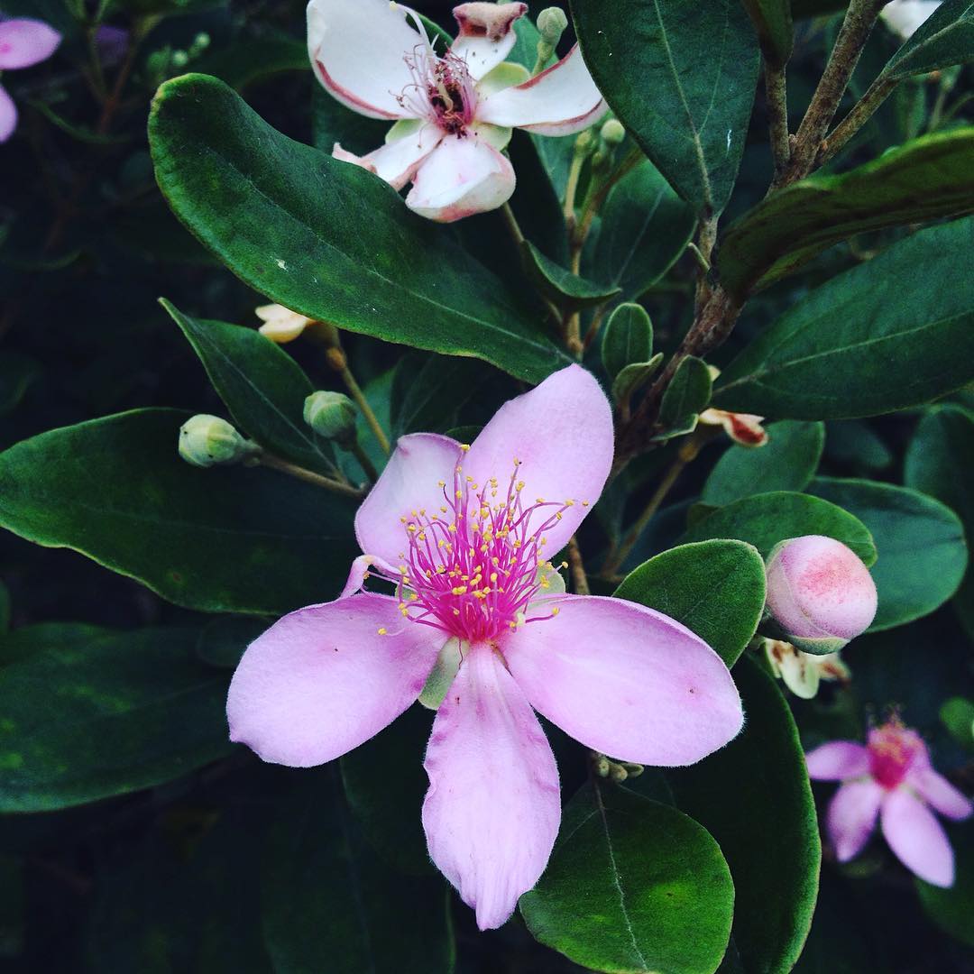 Bài Thơ: Màu Tím Hoa Sim (Hữu Loan) Ý Thơ Trọn Nghĩa, Trọn Tình