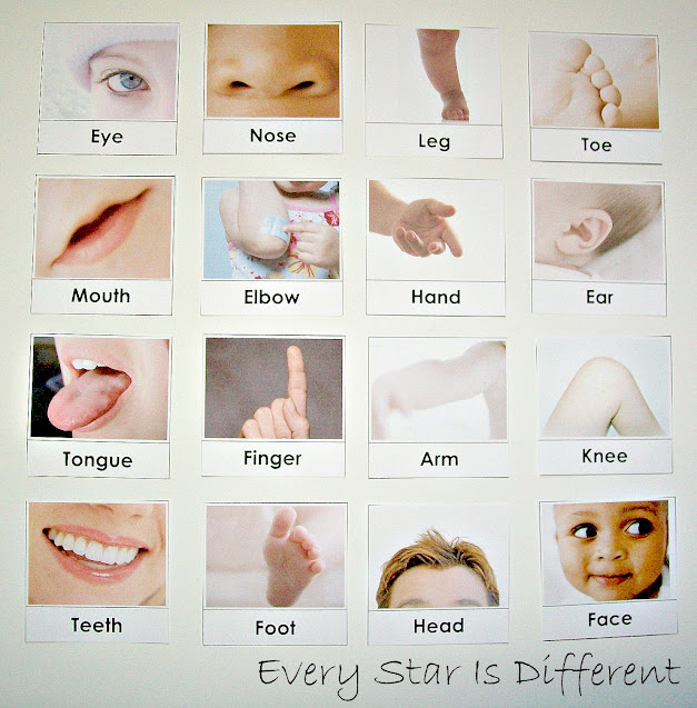 Body Parts Nomenclature Cards (Free Printable)