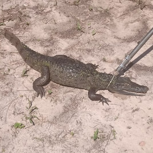 Guarnição de hoje (04.06.2021) realizou o resgate de um jacaré localizado bairro São Cristóvão. O animal estava em via pública quando populares o avistaram e imediatamente chamaram o Batalhão de Bombeiros Ambiental. O Jacaré foi levado ao CETAS onde será tratado, alimentado e devolvido a natureza.